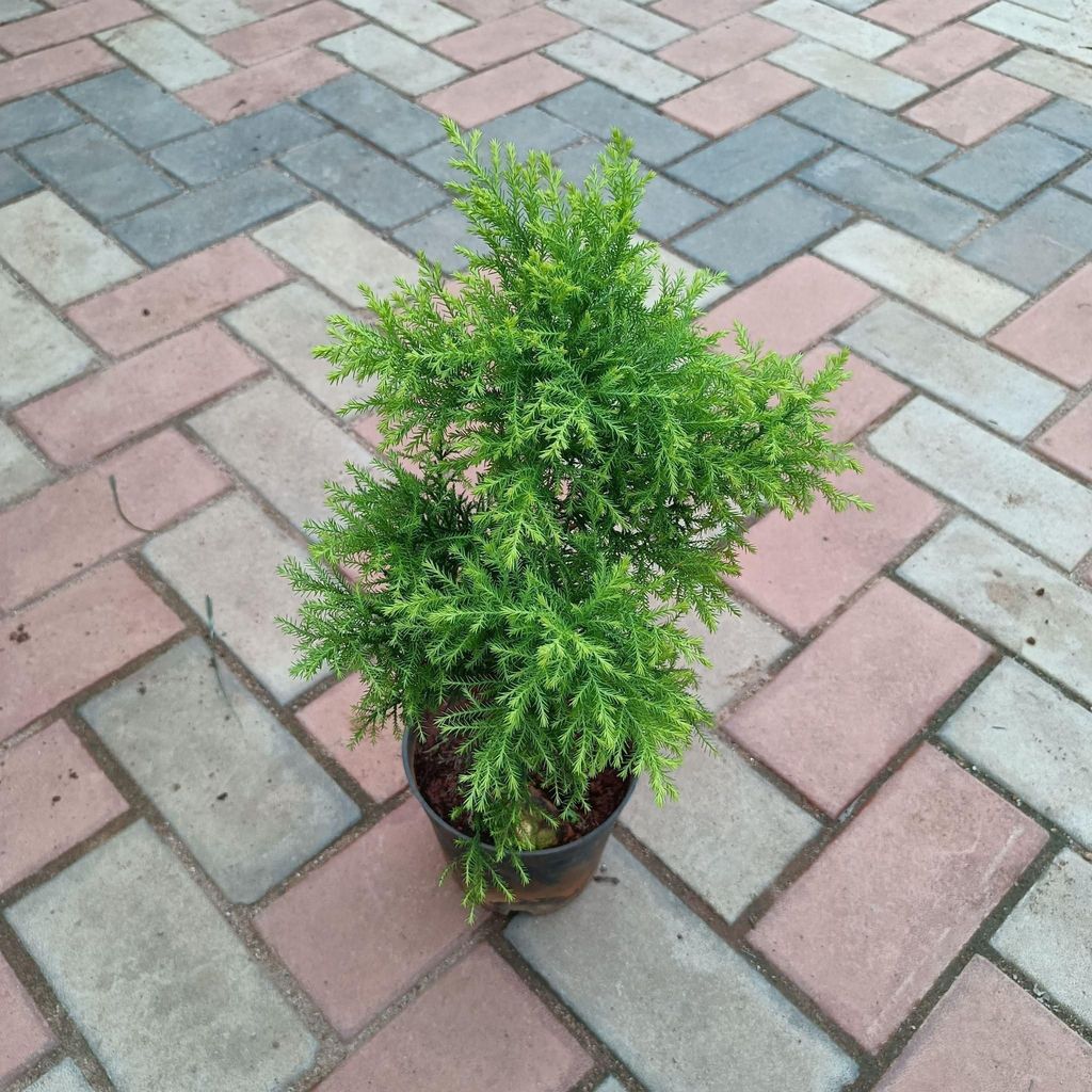 Buy Golden Cypress in 6 Inch Plastic Pot Online | Urvann.com Golden Cypress in 6 Inch Nursery Pot