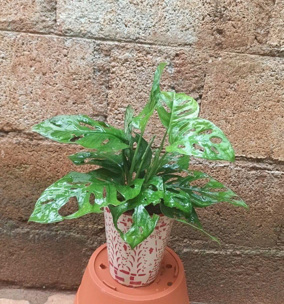Monstera Broken Heart in 5 Inch Ceramic Pot (colour & design may vary) Monstera Broken Heart in 5 Inch Ceramic Pot (colour & design may vary)