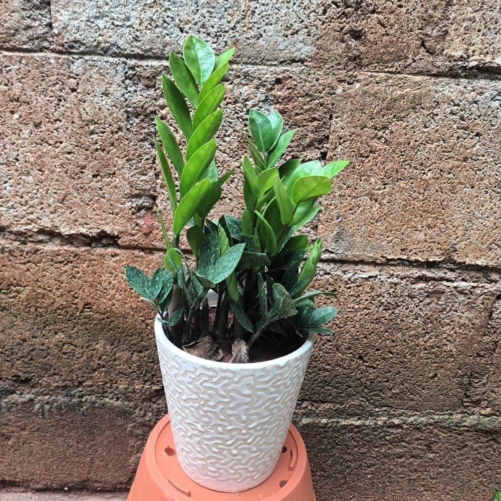 Zz Green in 5 Inch Ceramic Pot (colour & design may vary) Zz Green in 5 Inch Ceramic Pot (colour & design may vary)