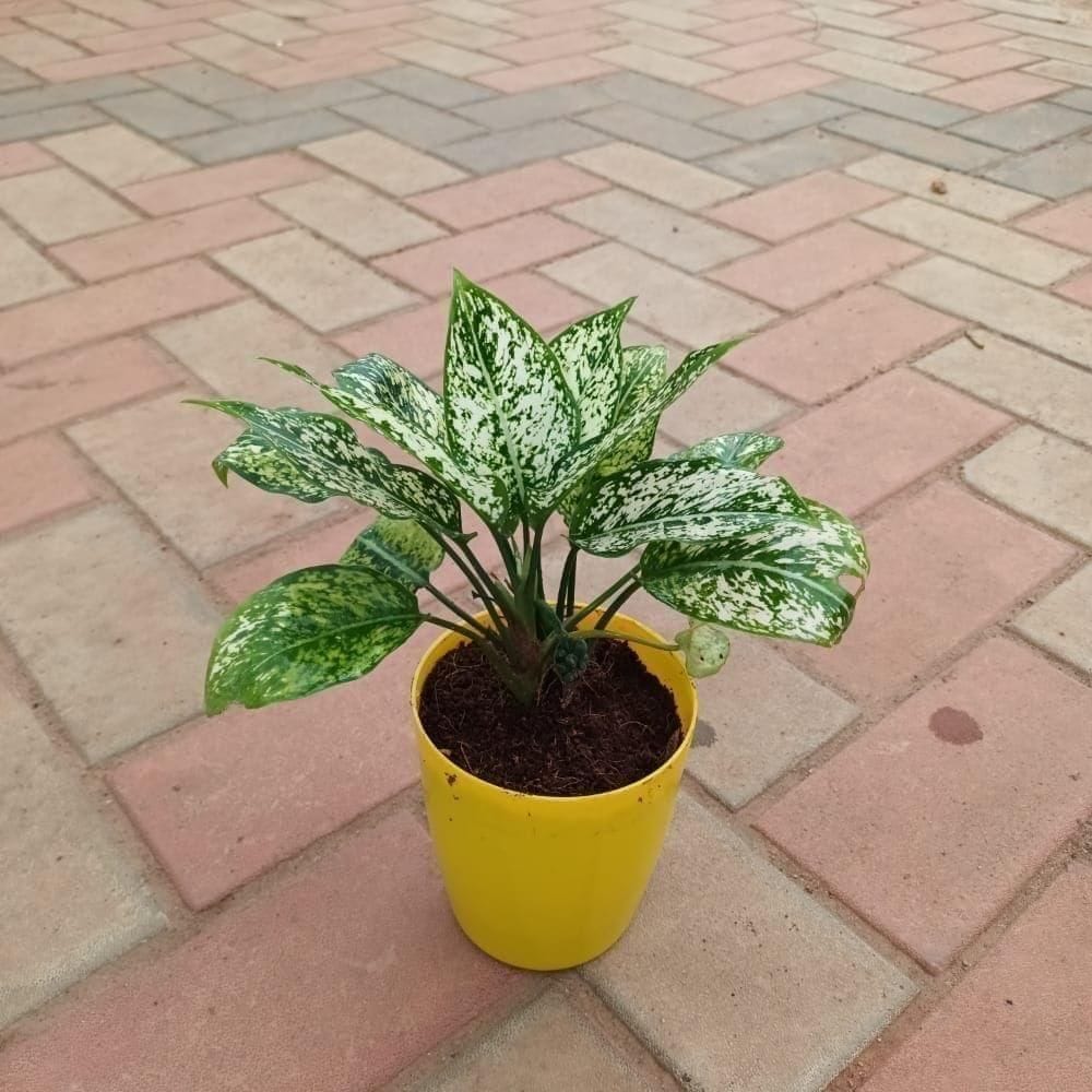 Aglaonema Green White in 5 Inch Elegant Plastic Pot (colour may vary)