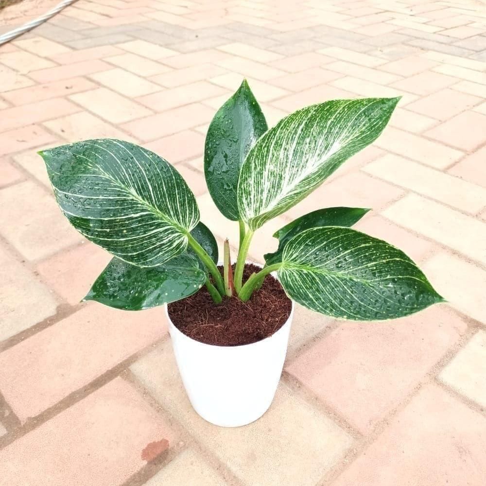Philodendron Birkin in 5 Inch Elegant Plastic Pot (colour may vary) Philodendron Birkin in 5 Inch Elegant Plastic Pot (colour may vary)