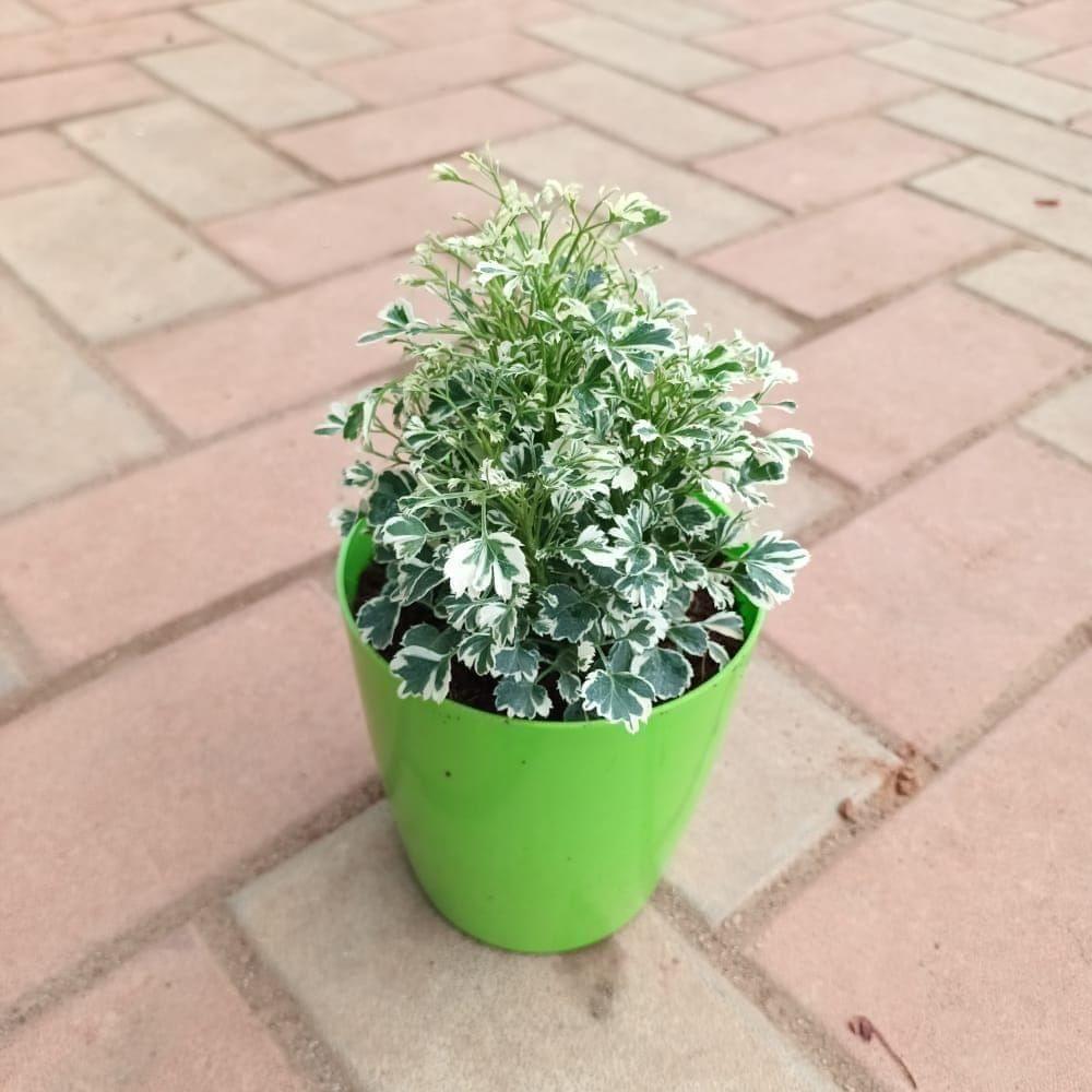 Aralia White in 5 Inch Elegant Plastic Pot (colour may vary) Aralia White in 5 Inch Elegant Plastic Pot (colour may vary)