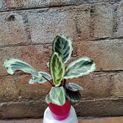 Buy Calathea large Leaf in 6 Inch Premium Plastic Pot (any colour) Online | Urvann.com