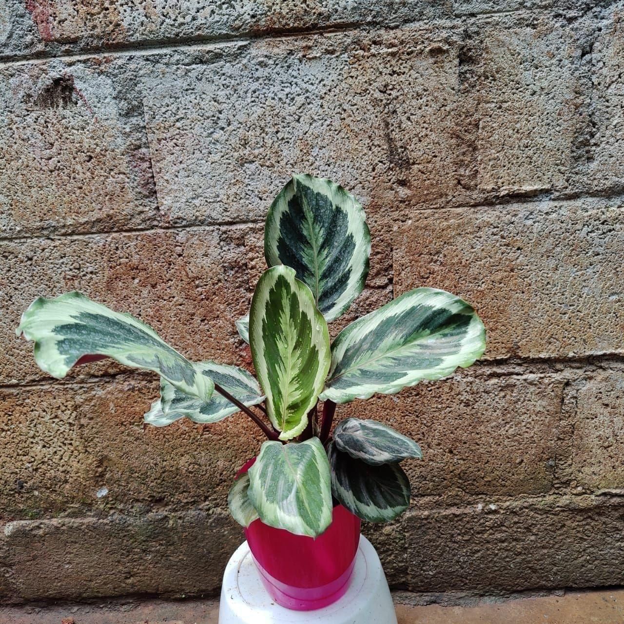 Exotic Calathea large Leaf in 6 Inch Premium Plastic Pot (any colour)