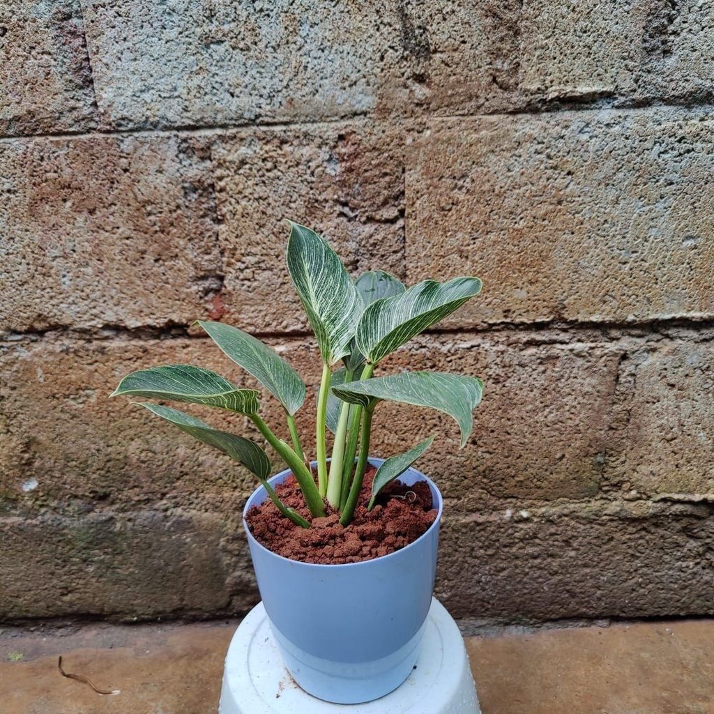 Philodendron Birkin in 5 Inch Premium Plastic Pot