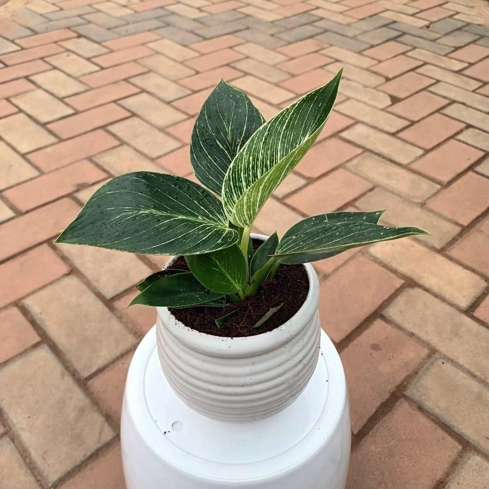 Philodendron Birkin in 6 Inch Ceramic Pot (any colour)
