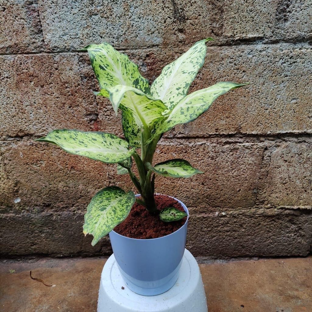 Aglaonema variegated in 6 Inch Premium Plastic Pot