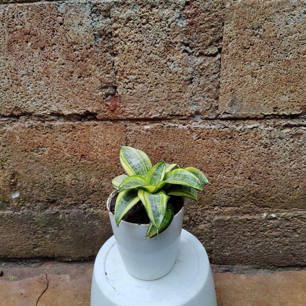 Buy Snake in 4 Inch Premium Plastic Pot (any colour) Online | Urvann.com Snake in 4 Inch Premium Plastic Pot (any colour)