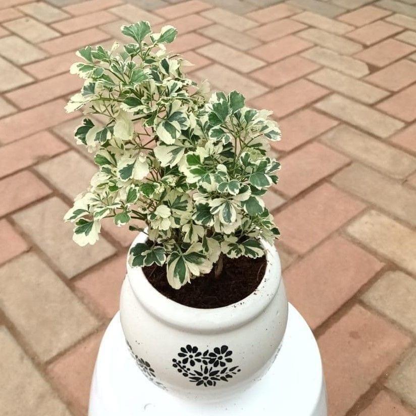 Aralia White in 6 Inch Ceramic Balti Planter (any design)