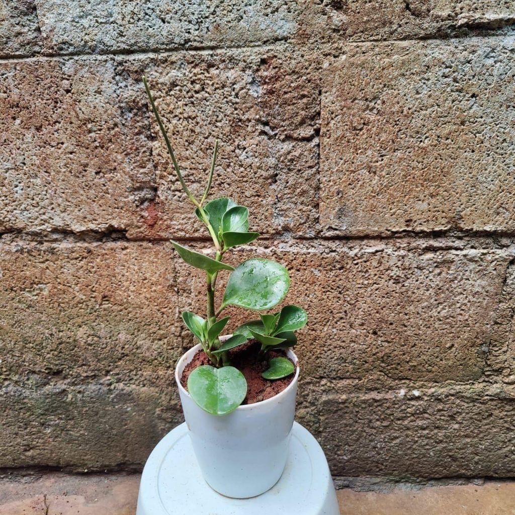 Peperomia / Radiator Plant in 4 Inch Premium Plastic Pot (any colour)