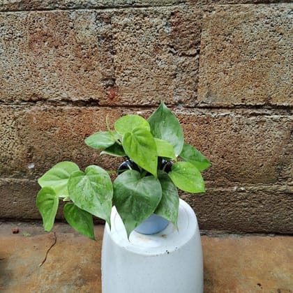 Buy Philodendron Heart Leaves in 4 Inch Premium Plastic Pot (any colour) Online | Urvann.com