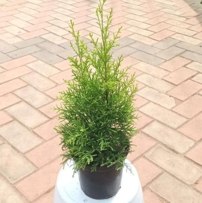 Buy Golden Cypress / Spores in 6 Inch Plastic Pot Online | Urvann.com Golden Cypress / Spores in 6 Inch Nursery Pot