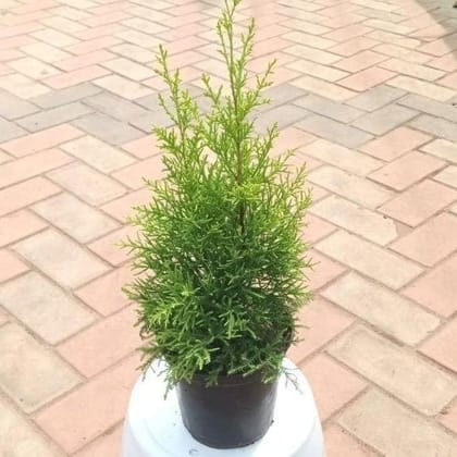 Buy Golden Cypress / Spores in 6 Inch Plastic Pot Online | Urvann.com