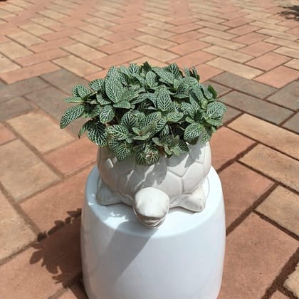 Buy Fittonia / Nerve Plant in 6 Inch White Tortoise Designer Ceramic Planter Online | Urvann.com