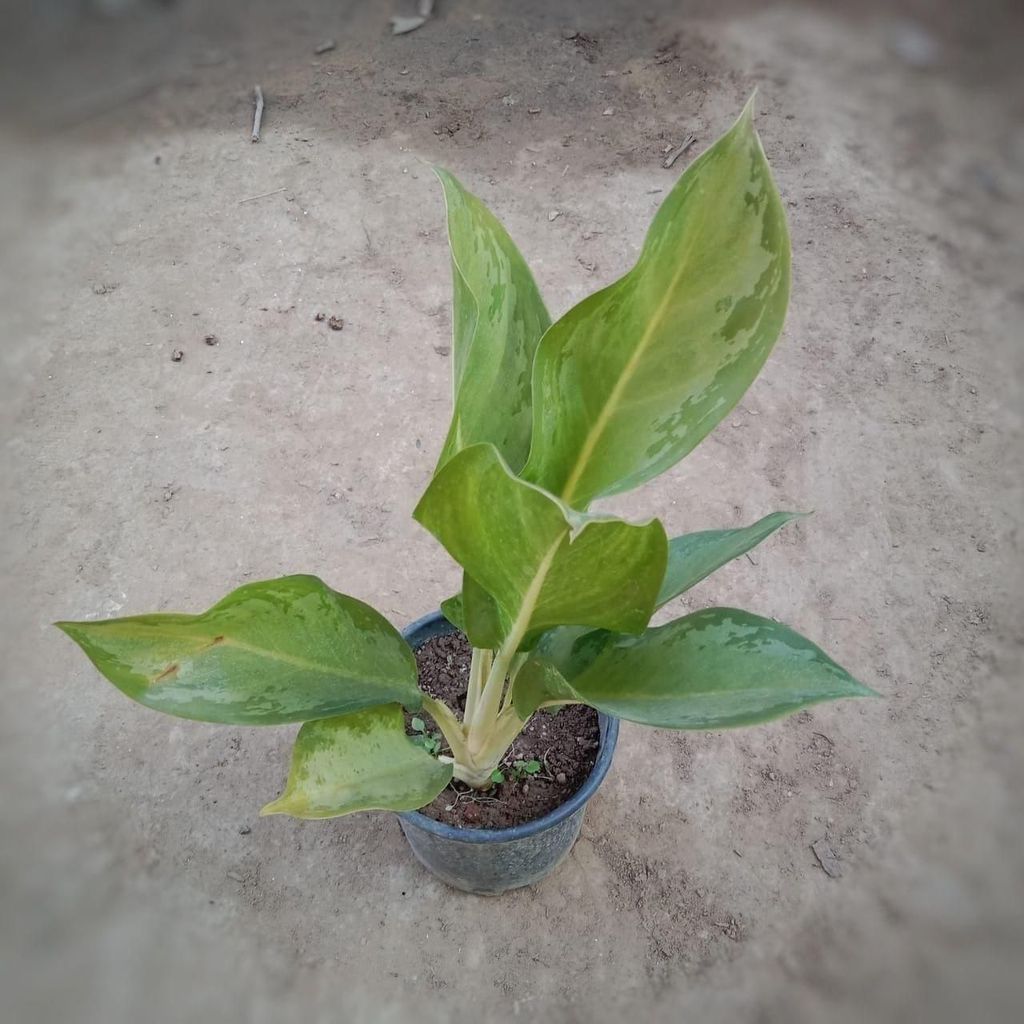 Aglaonema Silver Bay in 6 Inch Nursery Pot Aglaonema Silver Bay in 6 Inch Nursery Pot
