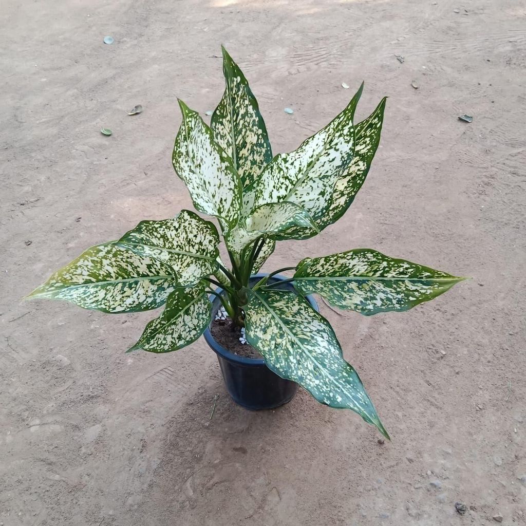 Buy Aglaonema Snow White in 6 Inch Plastic Pot Online | Urvann.com Aglaonema Snow White in 6 Inch Nursery Pot