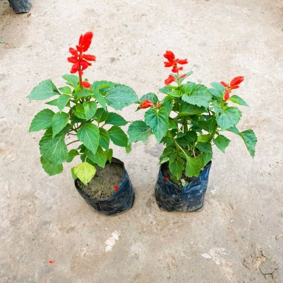 Set of 2 - Salvia Red in 4 Inch Nursery Bag