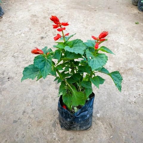 Salvia Red in 4 Inch Nursery Bag