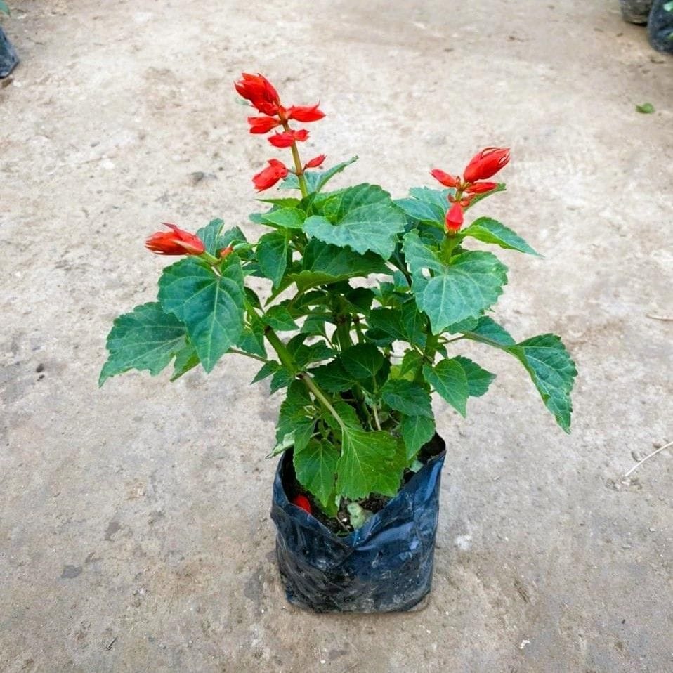 Salvia Red in 4 Inch Nursery Bag