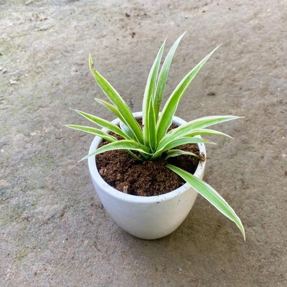 Spider in 4 Inch White Cup Ceramic Pot