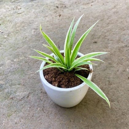 Buy Spider in 4 Inch White Cup Ceramic Pot Online | Urvann.com