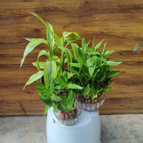 Set of 3 - Bamboo (Soil Bamboo, 3 Layer & 2 Layer Bamboo)