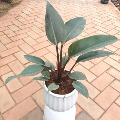 Buy Rubber Large in 8 Inch Linen Designer Ceramic Pot (colour & design may vary) Online | Urvann.com