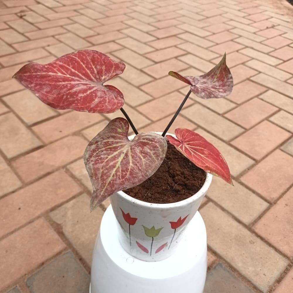 Caladium Red in 6 Inch Glass Ceramic Pot (colour & design may vary)