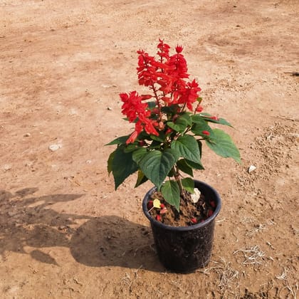 Buy Salvia Red in 6 Inch Plastic Pot Online | Urvann.com