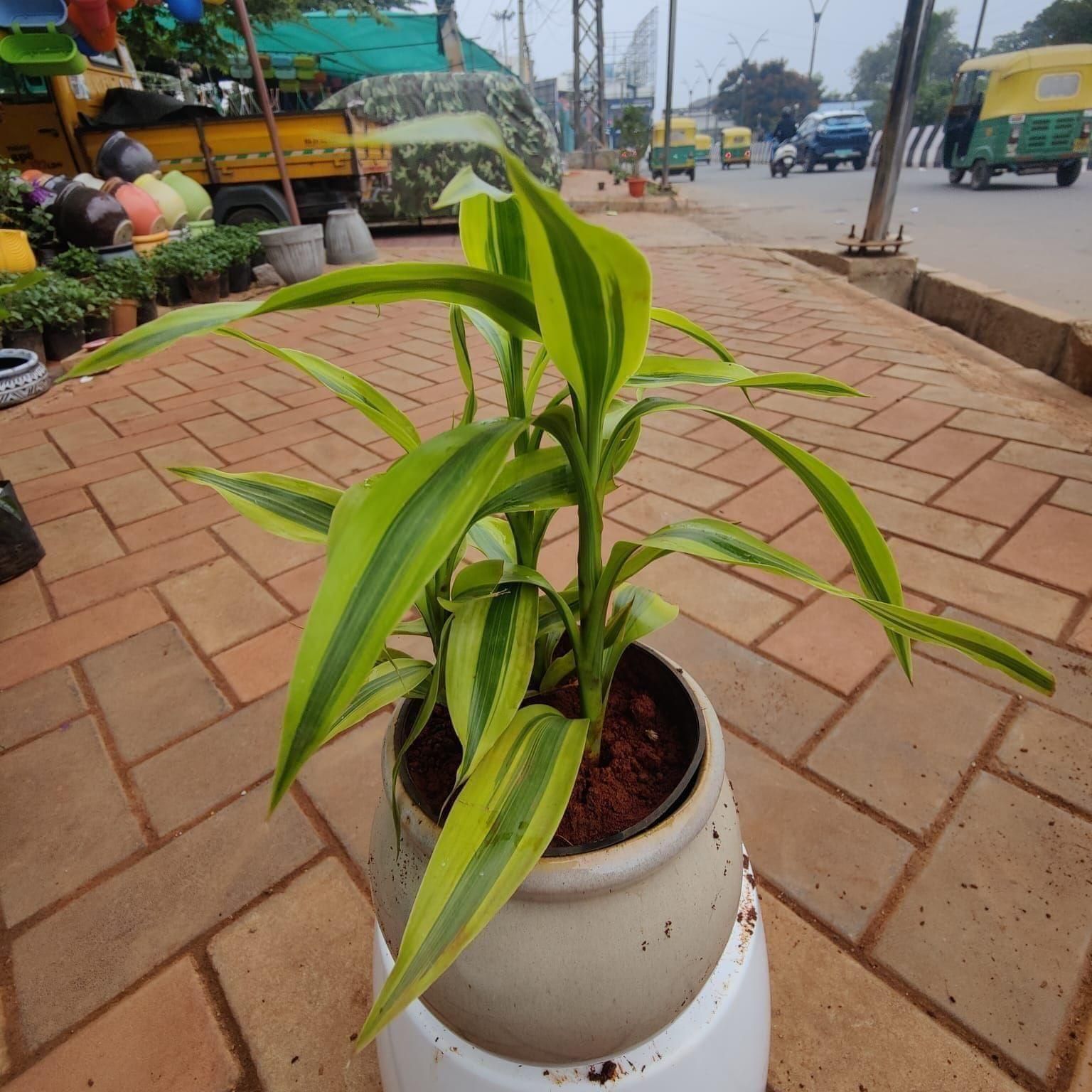 Soil Bamboo in 6 Inch Creme Classy Handi Ceramic Pot