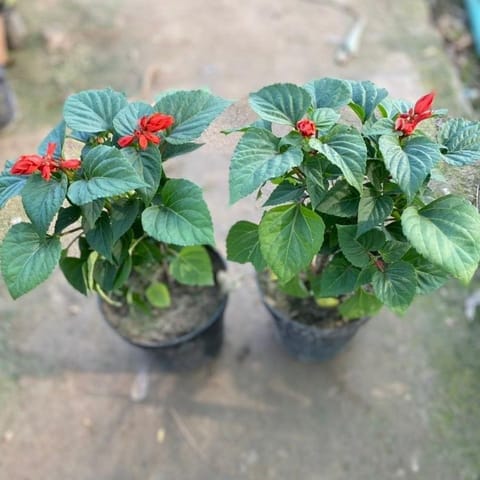 Set of 2 - Salvia (any colour) in 6 Inch Nursery Pot