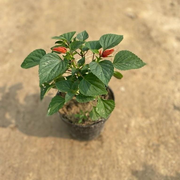Salvia Red in 6 Inch Nursery Pot