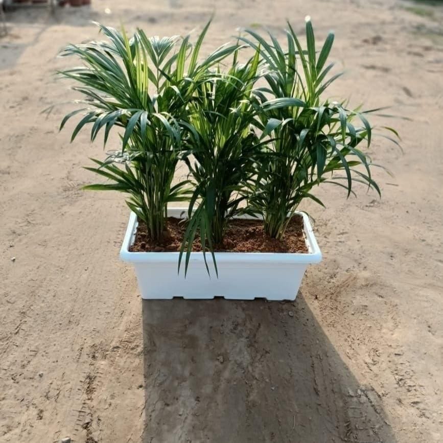 Two Areca Palm in 13 Inch Plastic Kisti / Window Planter