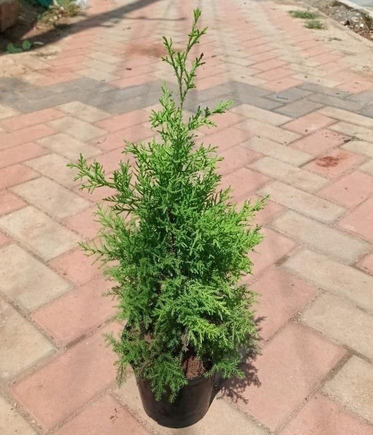Cypress Lemon in 6 Inch Nursery Pot Cypress Lemon in 6 Inch Nursery Pot
