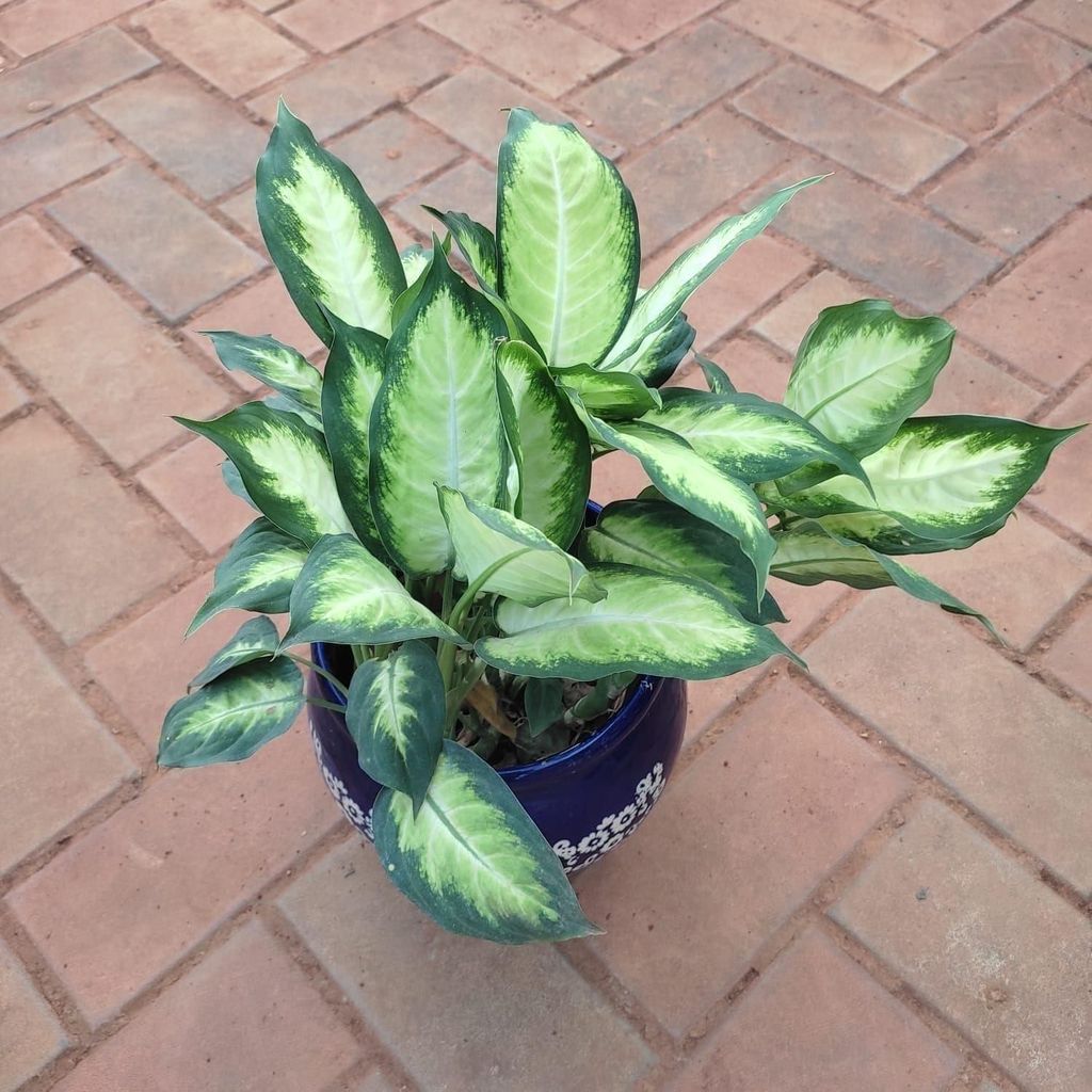 Aglaonema Deborah in 7 Inch Classy Matki Designer Ceramic Pot (any design & colour)
