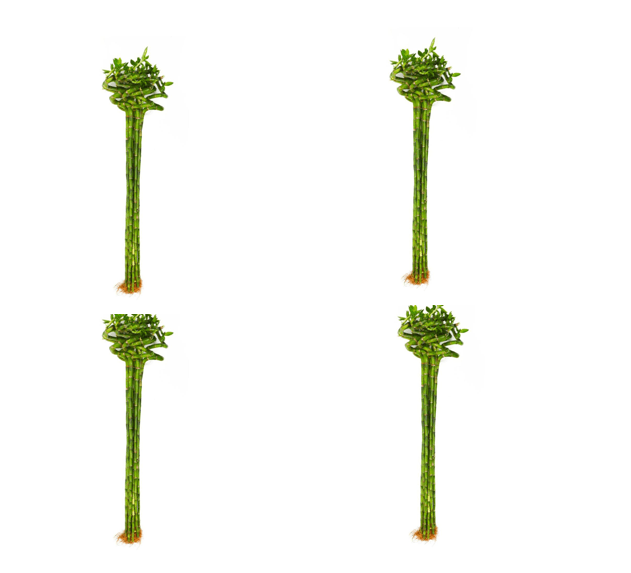 Set of 4 - Spiral Lucky Bamboo - 90 cm Set of 4 - Spiral Lucky Bamboo - 90 cm