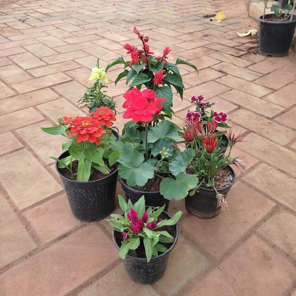 Flowering Combo - Set of 7 - Dog Flower, Salvia, Dianthus, Cockscomb, Zinnia, Balsam & Gazania) (any colour) in 5 Inch Nursery Pot