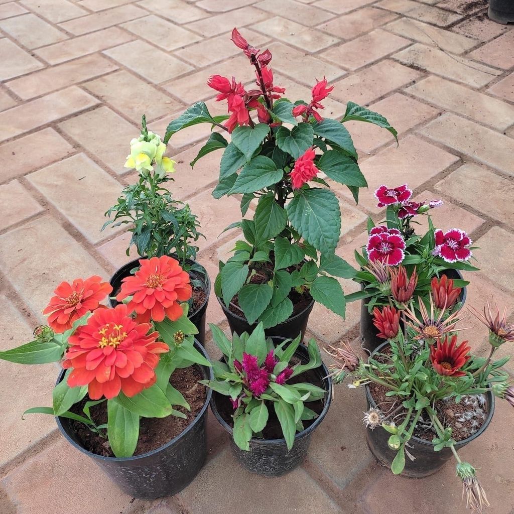 Flowering Combo - Set of 6 - Dog Flower, Salvia, Dianthus, Cockscomb, Zinnia & Gazania) (any colour) in 5 Inch Nursery Pot