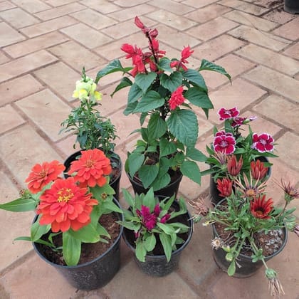Buy Flowering Combo - Set of 6 - Dog Flower, Salvia, Dianthus, Cockscomb, Zinnia & Gazania) (any colour) in 5 Inch Plastic pot Online | Urvann.com