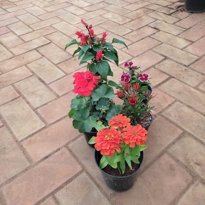 Buy Flowering Combo - Set of 5 - (Salvia,Dinthus,Zinnia,Balsam & Gazania) (any colour) in 5 Inch Plastic pot Online | Urvann.com