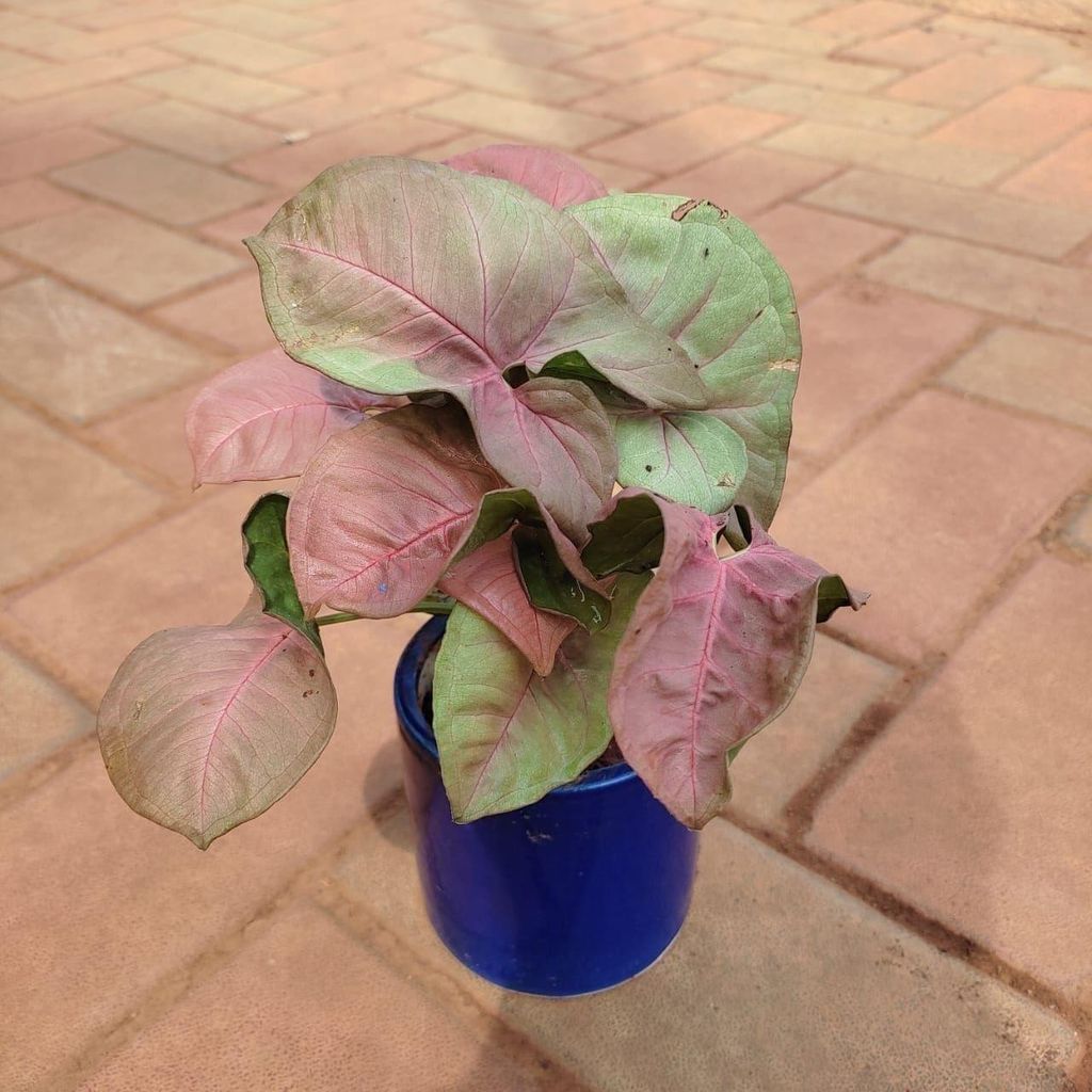 Syngonium Pink Large Leaves in 4 Inch Classy Cup Ceramic Pot (any colour)