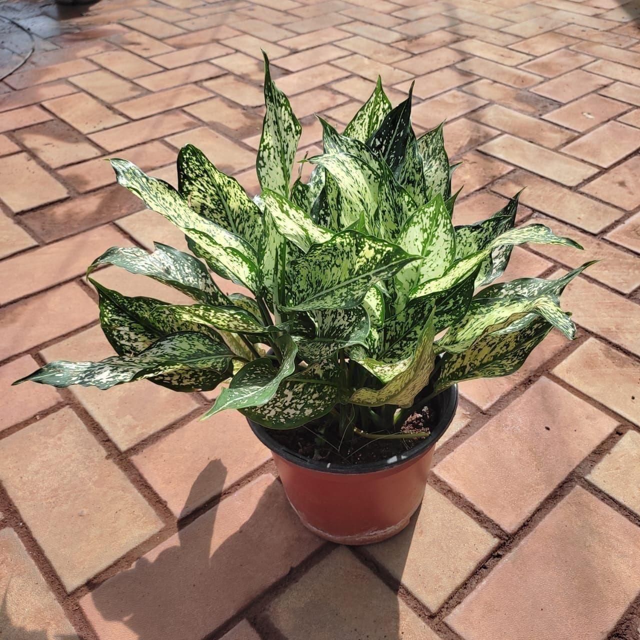 Aglaonema Snow White in 8 Inch Nursery Pot