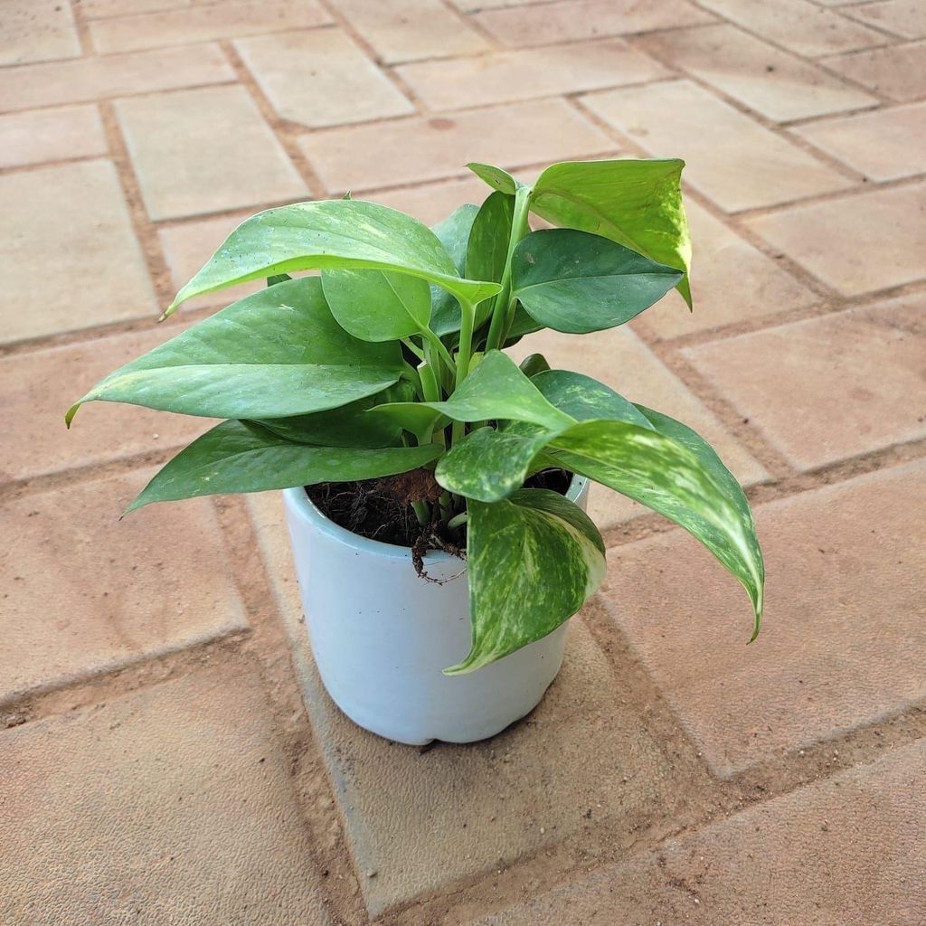 Money Plant Green in 4 Inch Classy White Cup Ceramic Pot