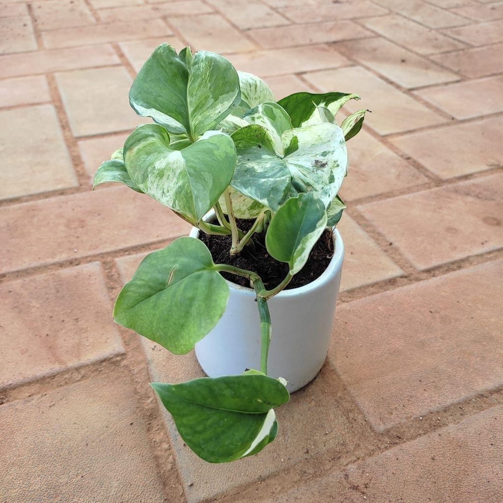 Money Plant Marble in 4 Inch Classy White Cup Ceramic Pot
