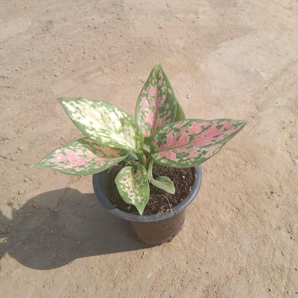 Aglaonema Pink in 4 Inch Nursery Pot