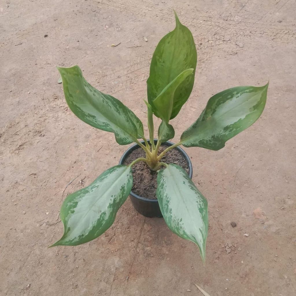 Aglaonema Maria Christiana in 8 Inch Nursery Pot