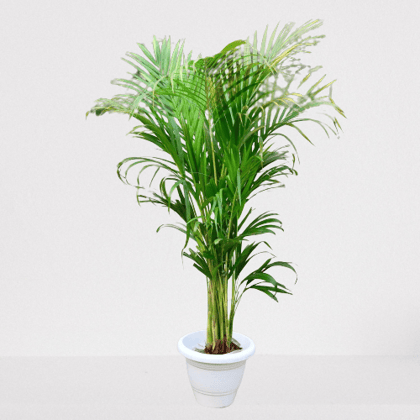 Areca Palm (~ 3 - 4 Ft) in 10 Inch Classy White Plastic Pot