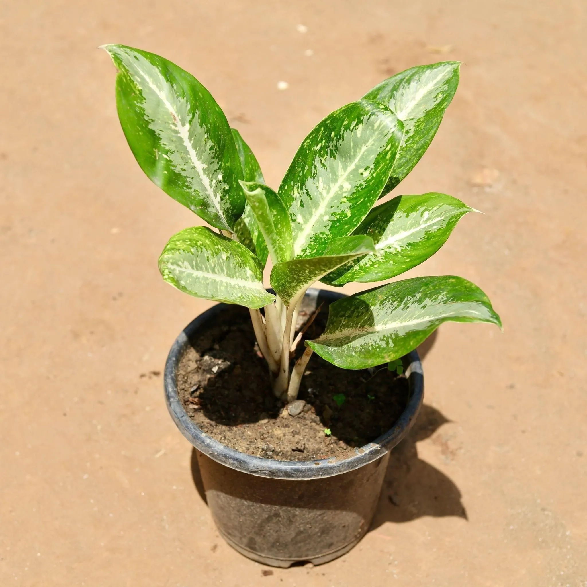 Aglaonema Deborah in 10 Inch Nursery Pot
