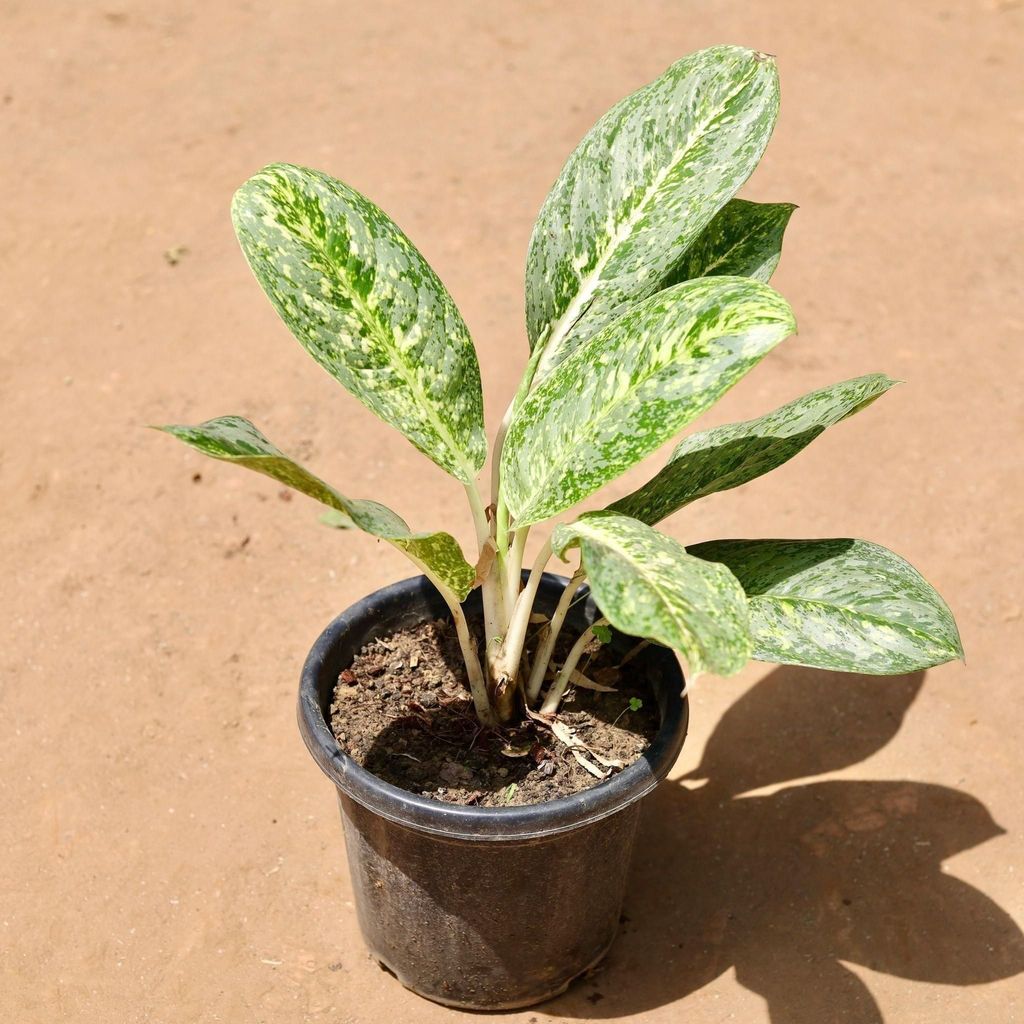 Buy Aglaonema Butterfly In 10 Inch Plastic Pot Online | Urvann.com Aglaonema Butterfly in 10 Inch Nursery Pot