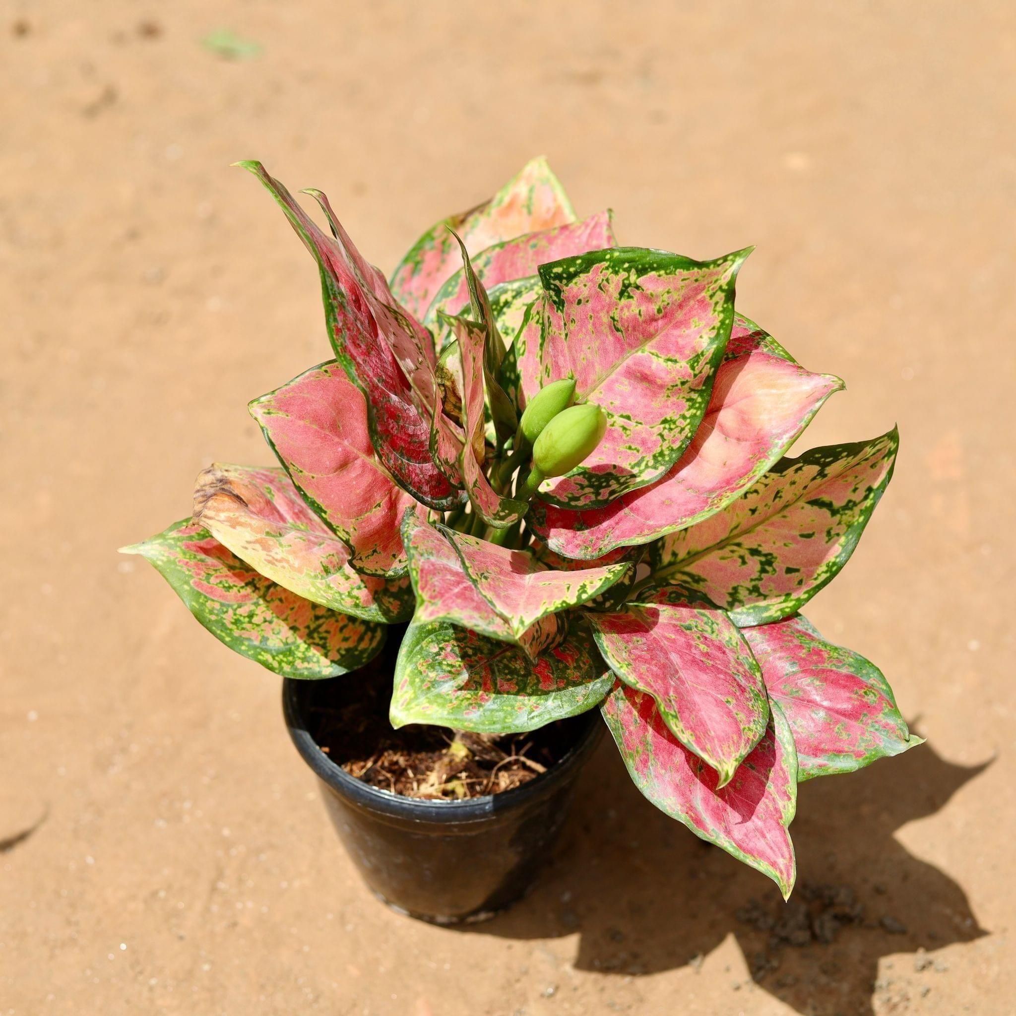 Aglaonema Wishes in 5 Inch Nursery Pot
